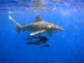 /album/inspirace/oceanic-whitetip-shark-png/